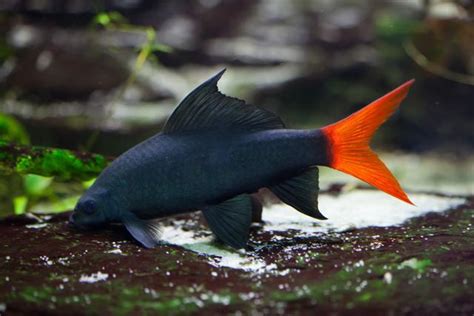 紅尾黑鯊|常見觀賞魚——紅尾黑鯊